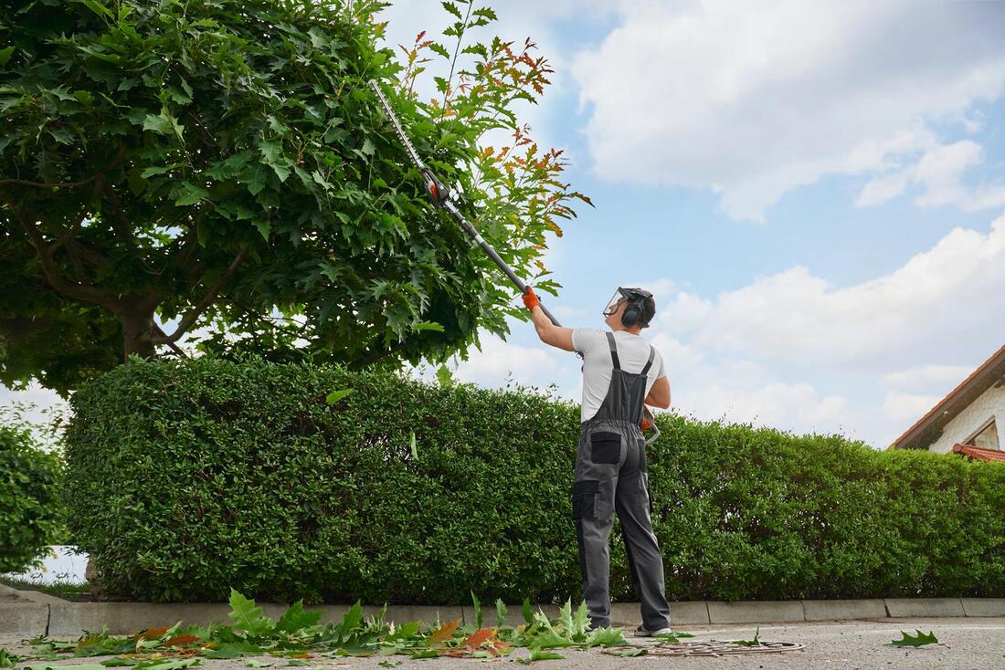 An image of Tree Trimming/Pruning in Huntington Park CA